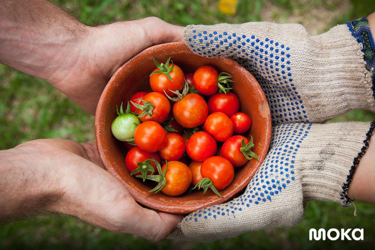 bisnis modal kecil - berkebun - bertani (3)