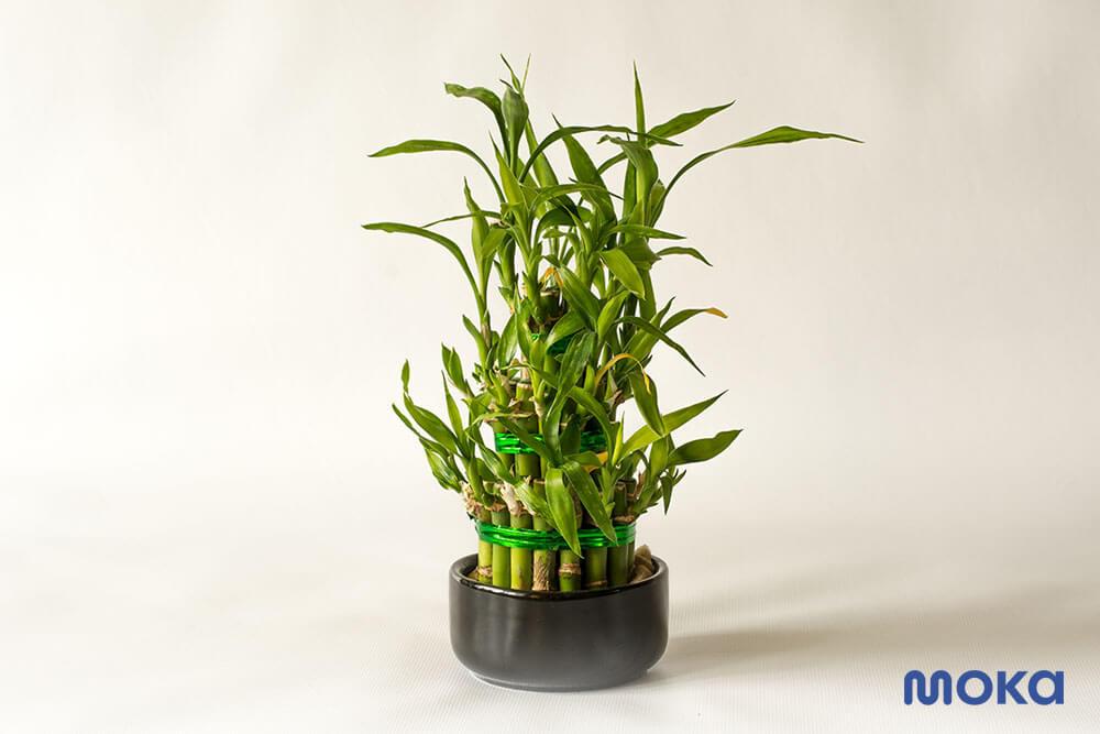 lucky bamboo - bambu hoki untuk tahun baru imlek