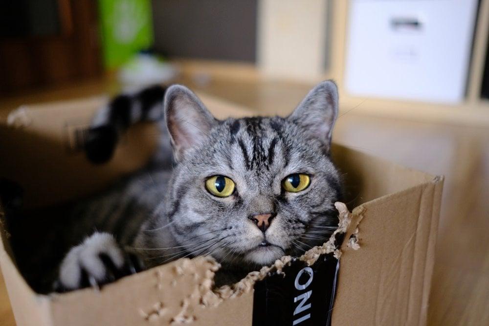 pet sitting - membuka salon khusus hewan