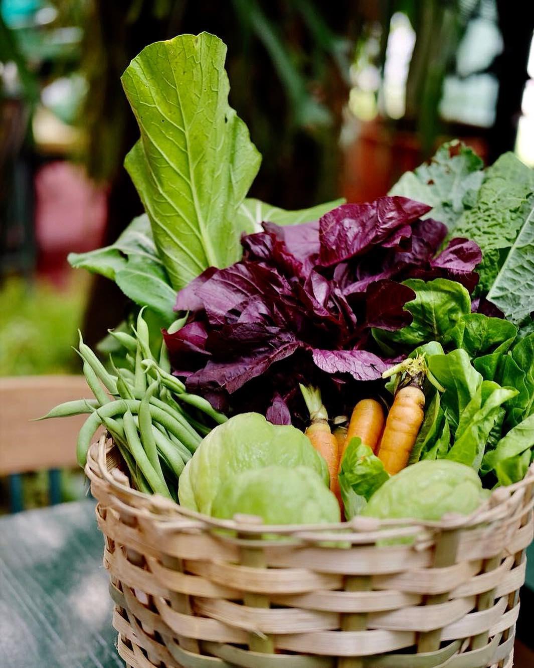 michelle organic corner